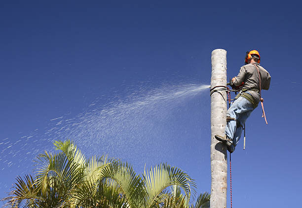 Reliable Dixon, MO Tree Care Solutions
