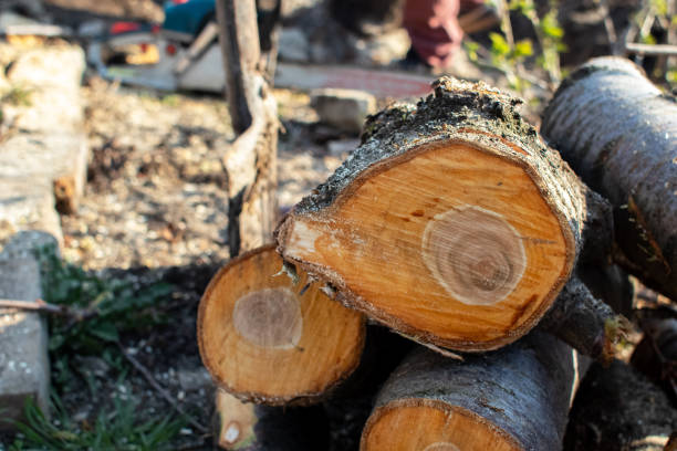 How Our Tree Care Process Works  in  Dixon, MO